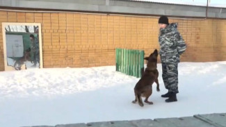 Тюменские кинологи воспитывают молодых служебных псов