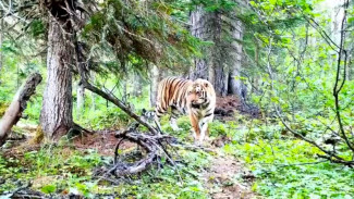 Уникальный случай: на севере Хабаровского края был замечен амурский тигр