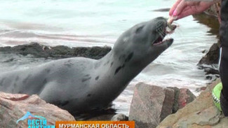 В Мурманской области гренландских тюленей можно покормить с рук
