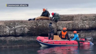 На Сахалине спасли морского льва с пластиковым кольцом на шее