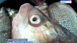 Почему на Ямале продолжают ловить запретную рыбу?