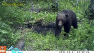 В Красноярском крае косолапые стали чаще попадать в объективы фотоловушек