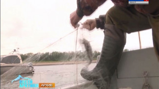 Ценнейшая рыба - европейская нельма, что водится в Печоре, может быть исключена из Красной книги