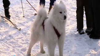 В Бердске прошли Рождественские гонки на собачьих упряжках и на лыжах