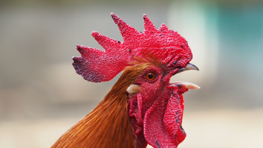 «За курицу ответишь»: суд запретил держать кур на садовых участках