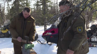 Лакомство для зверей: в лесах Ямала разложили 11 тонн соли для лосей и зайцев
