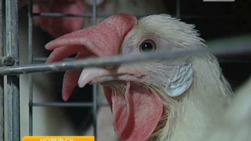 Мясо и яйца без химии: в Ноябрьске скоро появится частная птицеферма