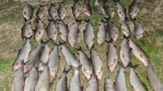 Почти три тысячи хвостов изъяли у браконьеров в Приуральском районе