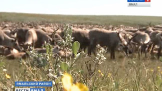 Падёж оленей в ЯНАО остановлен