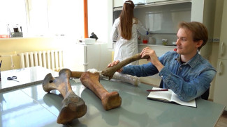 Магаданские ученые собрали огромную коллекцию останков древних животных