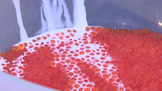 Отделить белую икру от красной: как на Сахалине лосося в инкубаторе выращивают