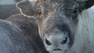 Ямальские оленеводы будут отслеживать миграцию диких оленей, чтобы те не уводили домашних