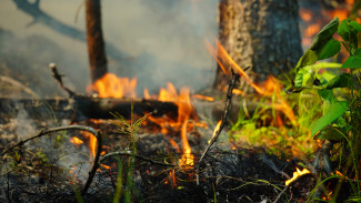 В лесах Ямала с огнем борются 36 спасателей 