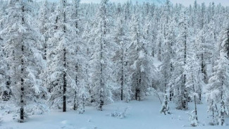 Гектар за гектар: Сергей Хрущев - о компенсационном лесовосстановлении на Ямале