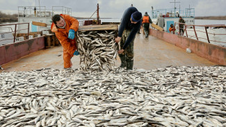 На Ямале промысловики выловили порядка 11 тысяч тонн рыбы