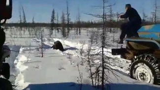 В Якутии вахтовики жестоко убили медведя, намеренно переехав его на грузовике и добив прутом
