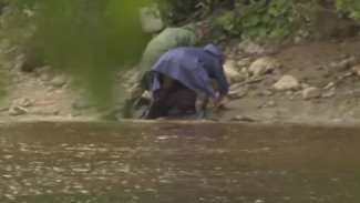 Полмиллиона за хвост: на реке Солзе поморские рыбозащитники открыли охоту на браконьеров