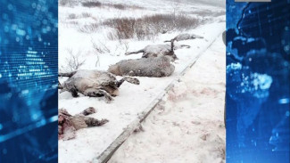 Правоохранители взялись за поиск виновного в гибели нескольких десятков оленей, сбитых поездом