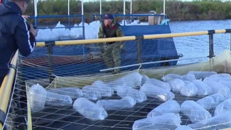 Ямальские промысловики делятся секретами вылова рыбы в летний сезон