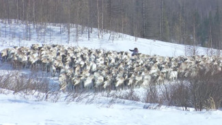 Ямальские кочевники ведут оленей к летним пастбищам: сколько километров нужно преодолеть