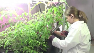 В ноябрьском "Кванториуме" выращивают цветы и овощи на гидропонике