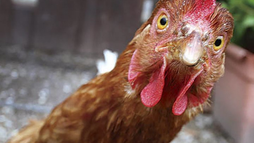 На Ноябрьской птицефабрике нарушены ветеринарные нормы 