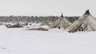 Испытание тундрой: на Ямале ждут волонтёров из регионов Арктического совета для погружения в быт и культуру КМНС