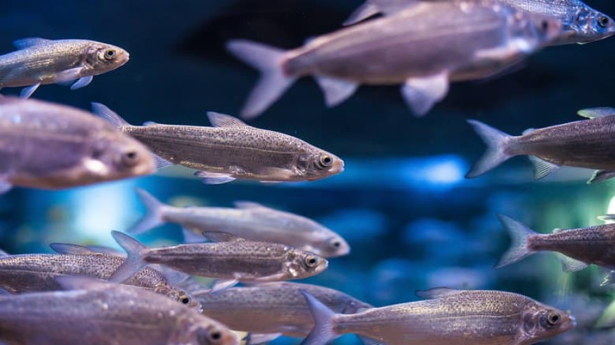 В реках Ямала станет больше промысловой рыбы