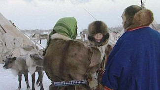 Особенности каслания до самого Карского моря: чем отличаются мордыяхинские пастухи от паютинских и яроновских