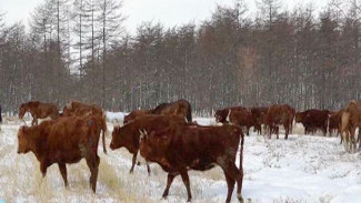 Производство мраморной говядины на Колыме набирает обороты