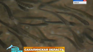 Лакомство для малышей кеты. На рыбоводных заводах Сахалинской области началось кормление молоди