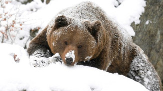По Мурманской области разгуливает медведь-шатун