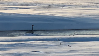 Остался зимовать в Салехарде: на реке Преображенка поселился лебедь