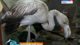 Житель Красноярского края спас замершего и израненного фламинго