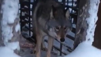 Якутянин показал видео молодого волка, которого держат для разведения волкособов