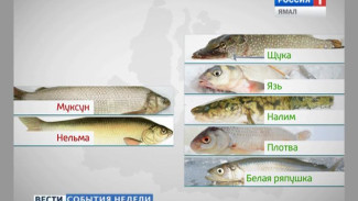 На Ямале запланировано добыть 9 тысяч тонн рыбы