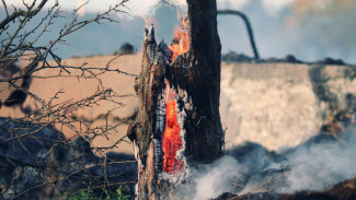 Дмитрий Артюхов: нужно стремиться ликвидировать лесные пожары в первые сутки
