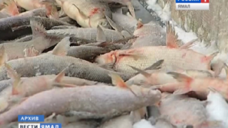 Вниманию рыболовов: очередной запрет на вылов сиговых