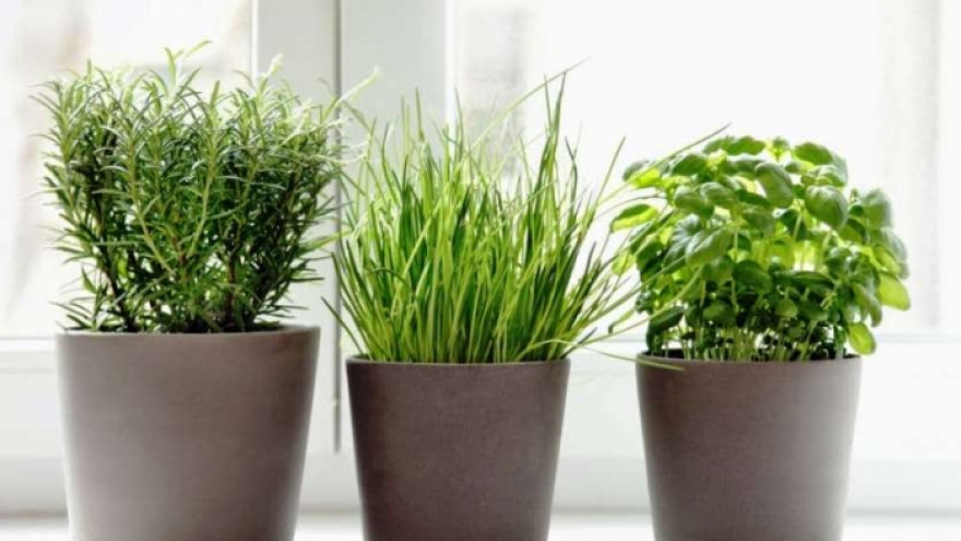 Для занятых и просто ленивых: 10 комнатных растений, за которыми почти не нужен уход