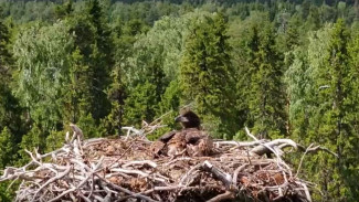 Недвижимость орланов: как живут краснокнижные птицы в Карелии