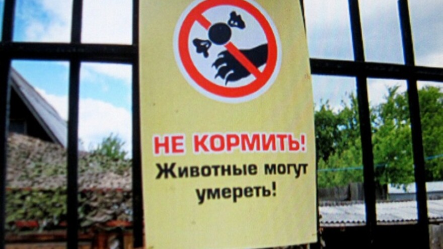 Северную олениху закормили до смерти