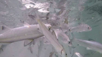 Малькам - большое плавание: рыбоводный завод в Харпе выпустил в Собь 15 тысяч щекурят