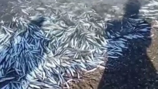 Рыбки-камикадзе и почему их манит берег: в Приморском крае нашествие японского анчоуса