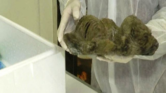 Щенок, которому 18 тысяч лет от роду. Якутская находка, которая тянет на научную сенсацию мирового уровня