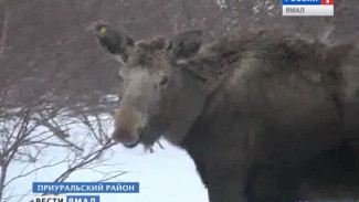 На Ямале стартовал зимний маршрутный учет животных