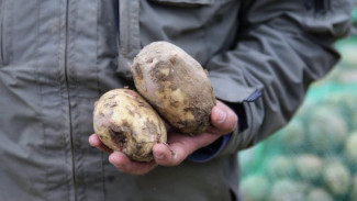 Ученые будут выращивать на Ямале «супер-супер элитный» картофель