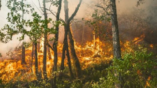 На Ямале 403 спасателя борются с лесными пожарами