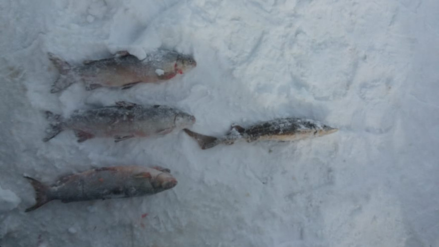 Попался с поличным: на Ямале мужчина пытался добыть запрещенную рыбу