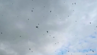 Комариный сезон: на улицах ямальских городов полчища кровососущих
