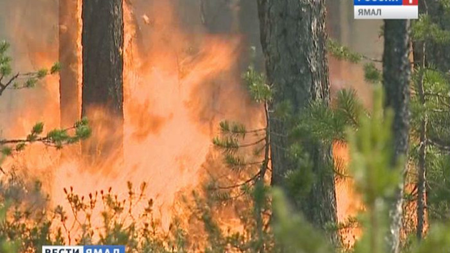 Оперативная сводка по природным пожарам в ЯНАО: о ситуации в Надымском районе